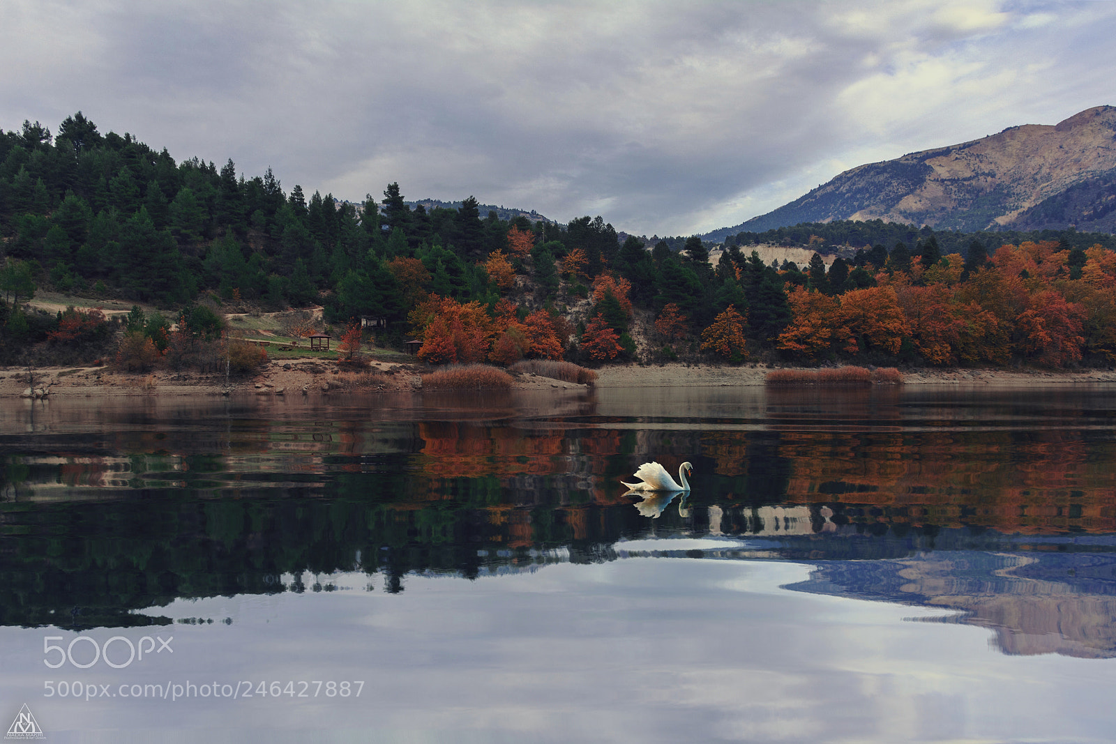 Nikon D5200 sample photo. White swan photography