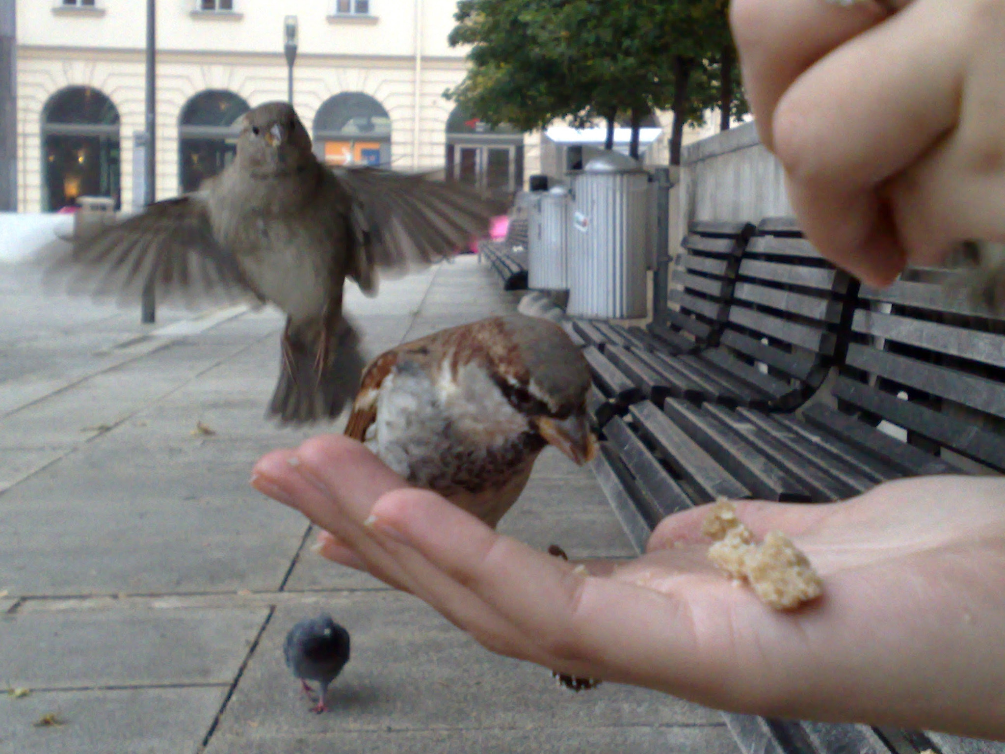 Nokia N95 sample photo. Feeding birds photography