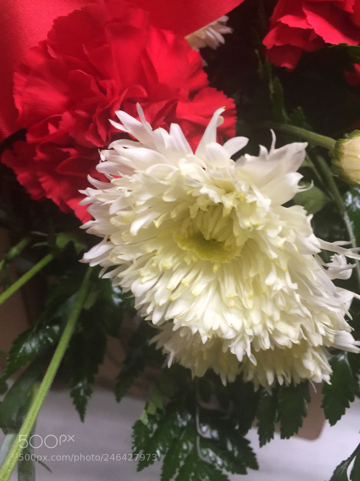 Apple iPhone 6 Plus sample photo. Today’s flower ? photography