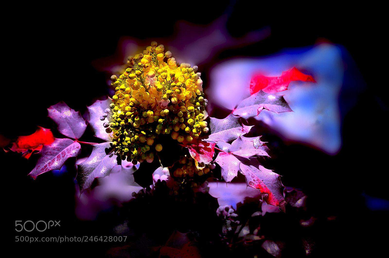 Nikon D300 sample photo. Цветение магнолии photography