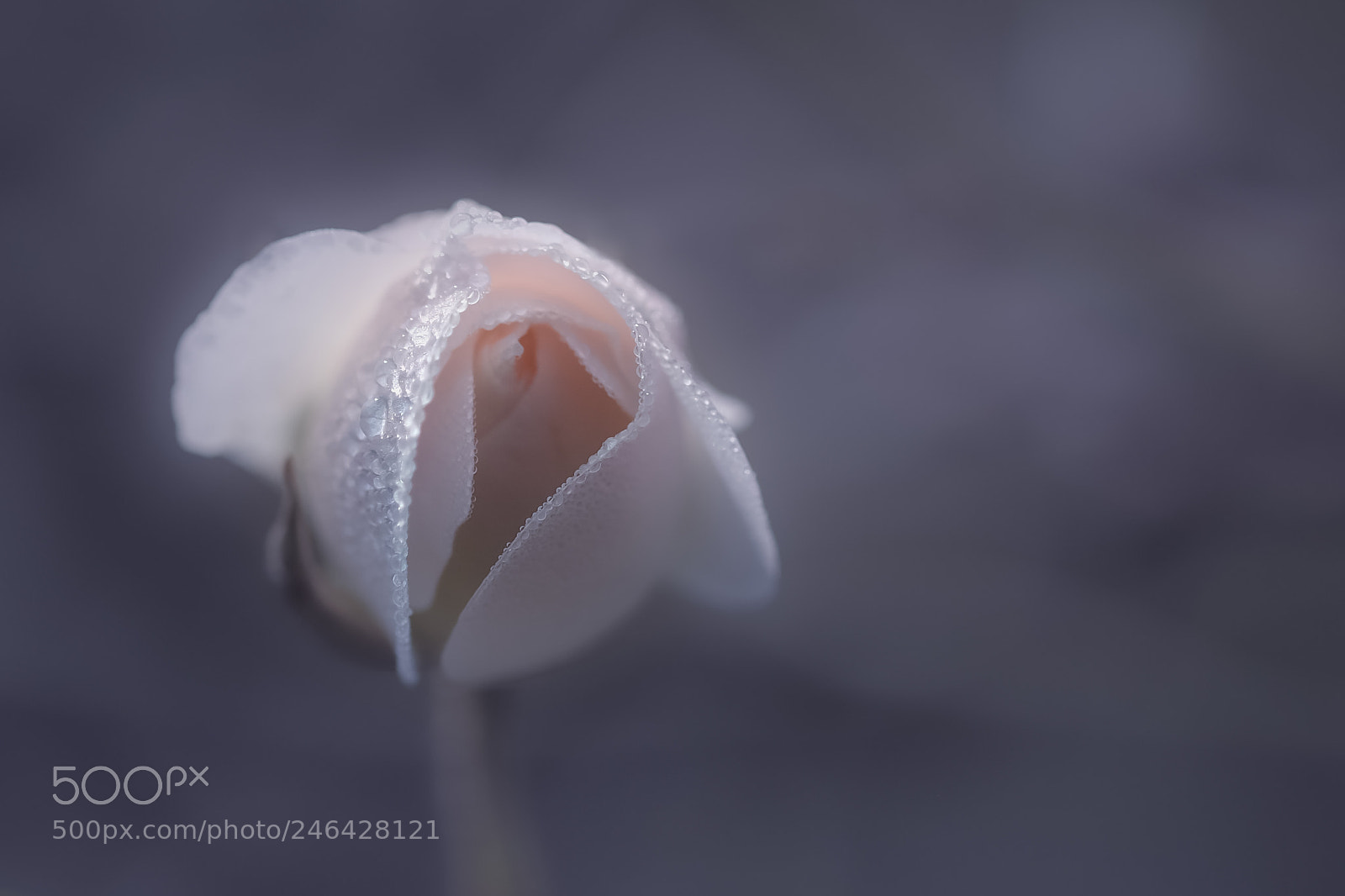 Fujifilm X-Pro2 sample photo. Coeur de rose photography