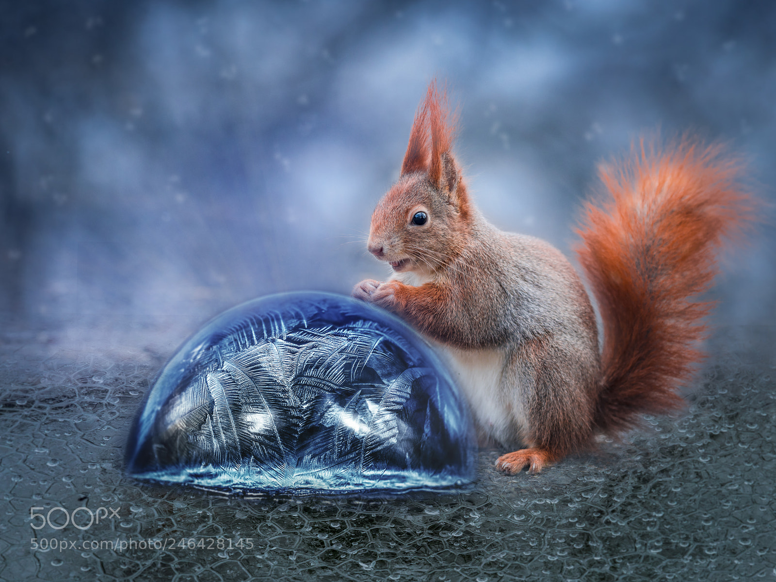 Sony a7R II sample photo. Squirrel with soapbubble photography