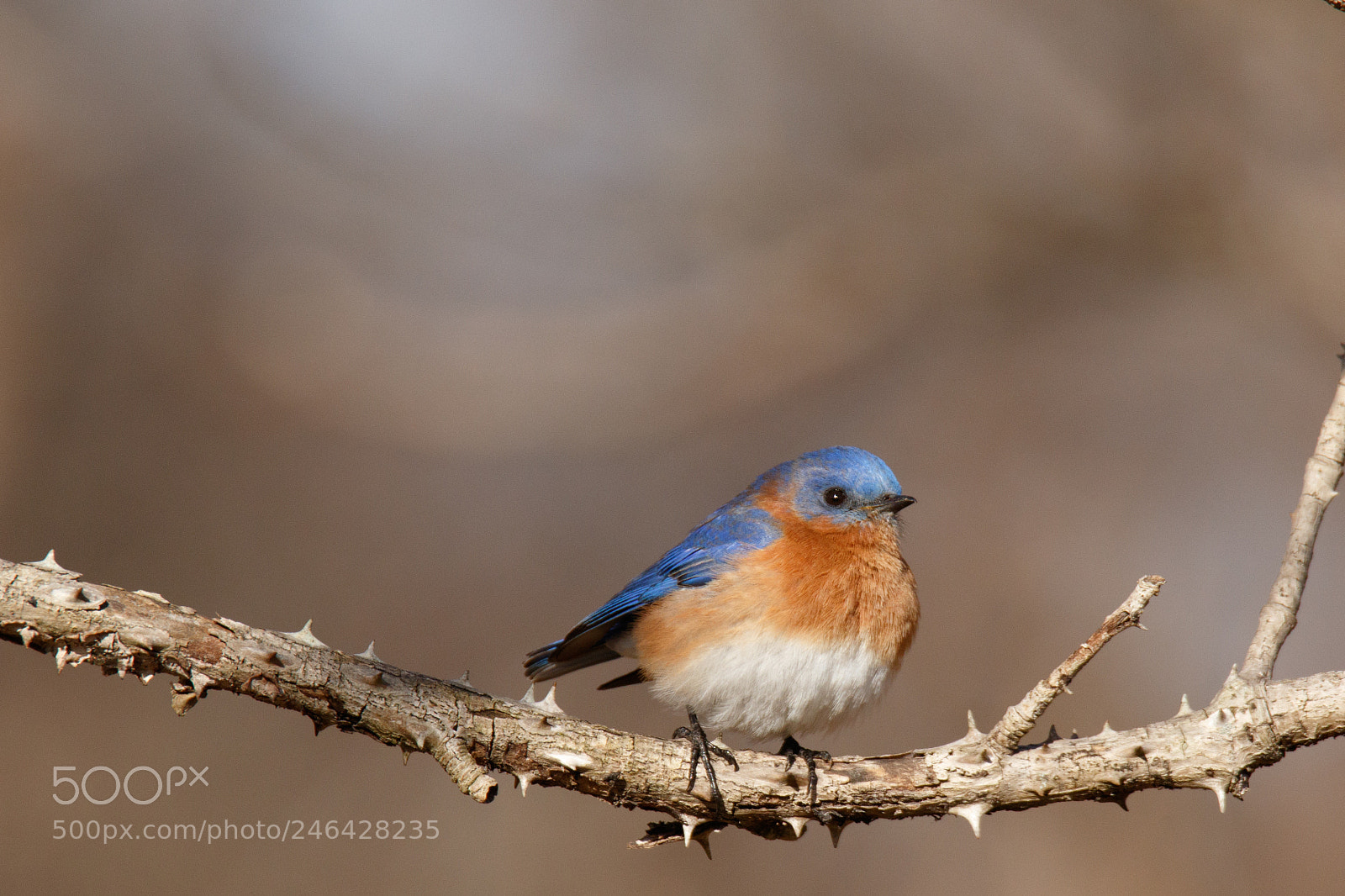 Canon EOS 7D Mark II sample photo. A beautiful blue bird photography