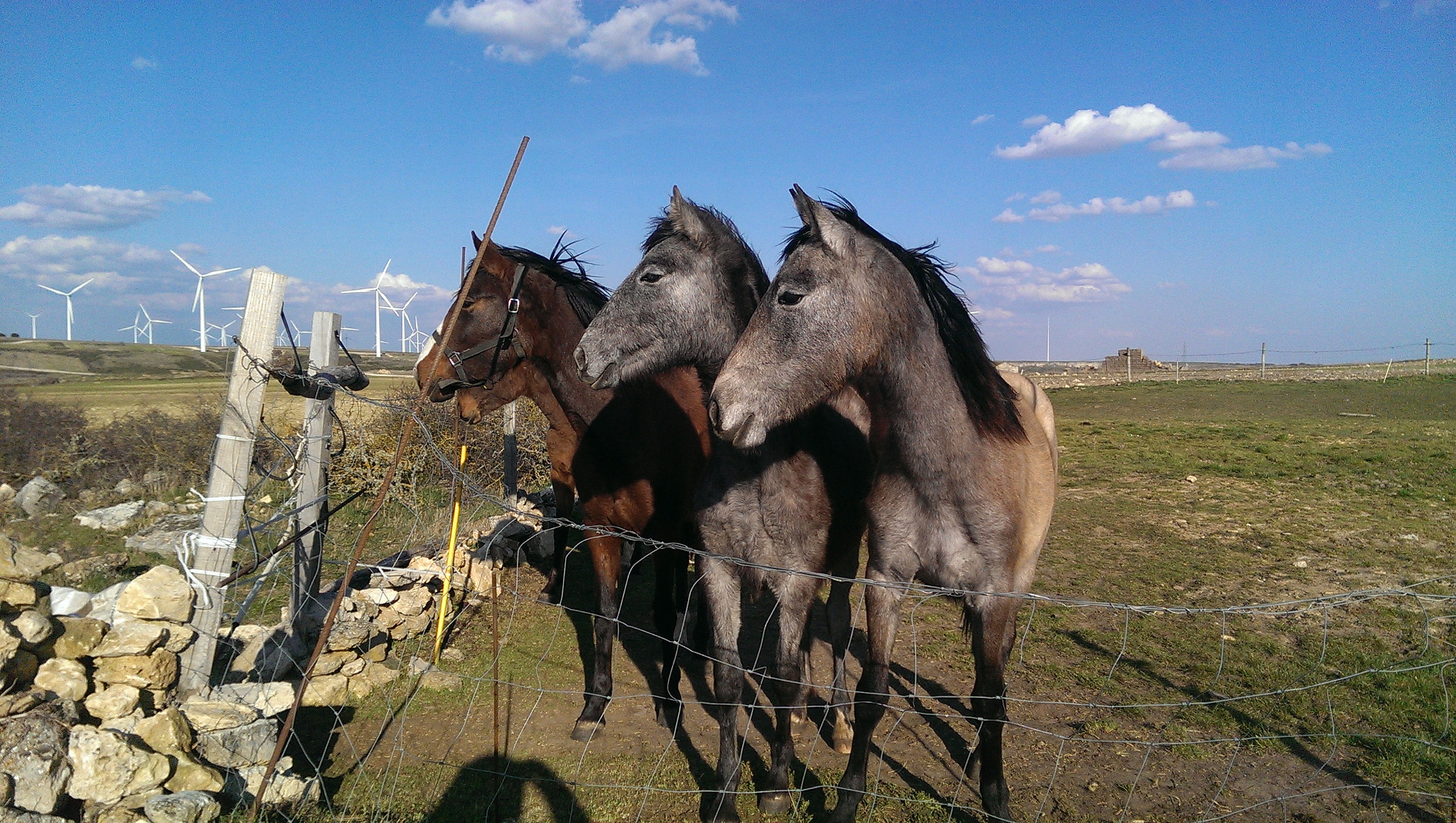HTC ONE sample photo. Caballos photography