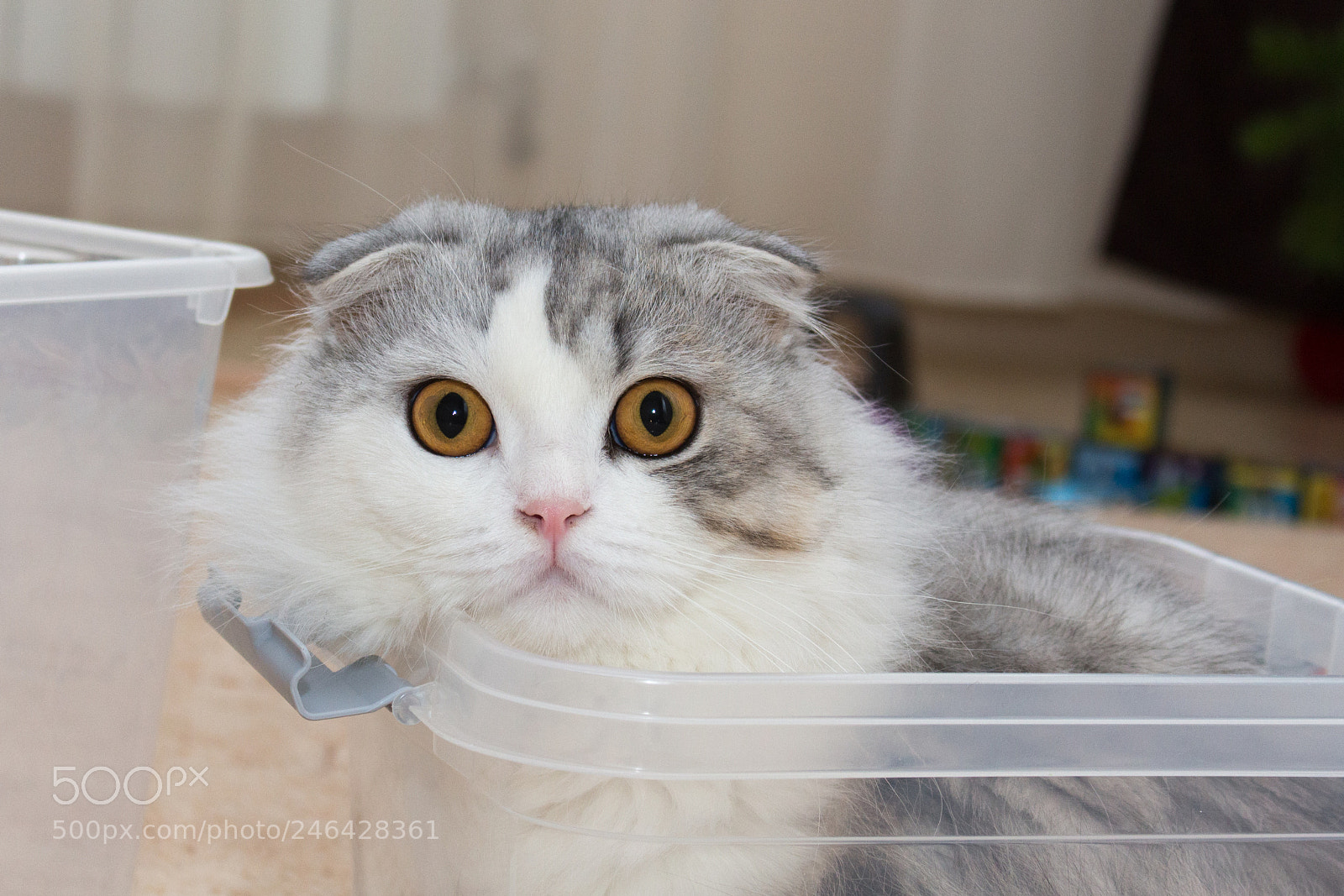 Canon EOS 700D (EOS Rebel T5i / EOS Kiss X7i) sample photo. Cat photography