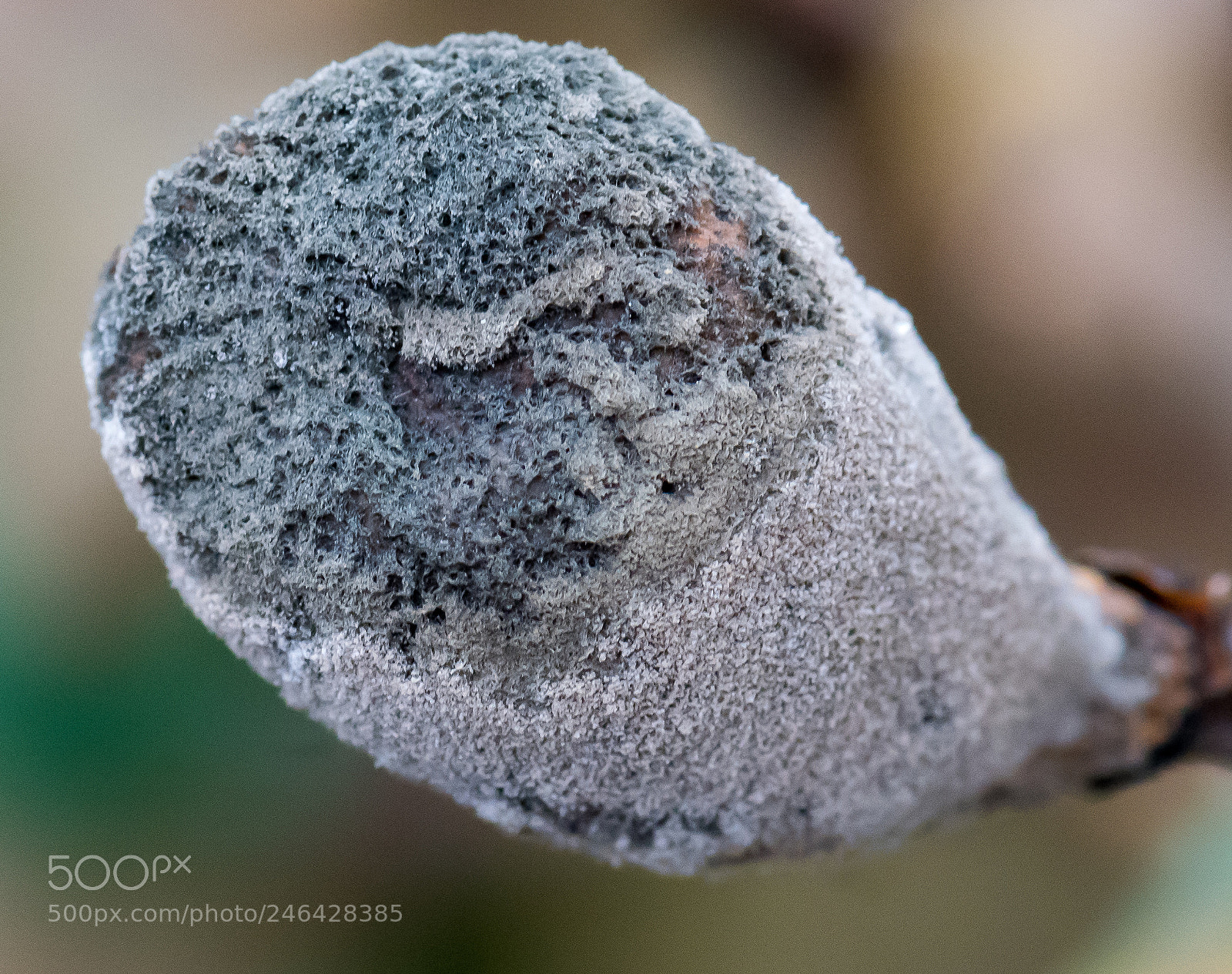 Nikon D810 sample photo. Fig photography