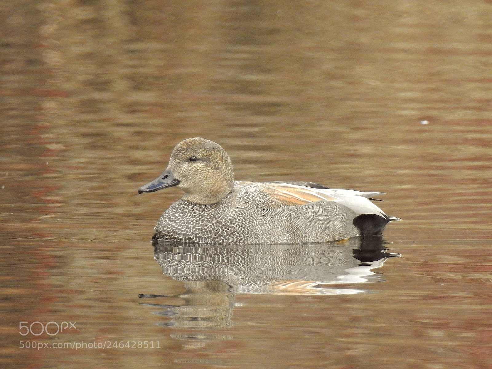 Nikon Coolpix P900 sample photo. Gadwall photography