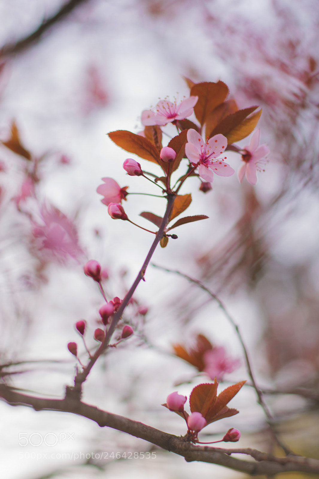 Nikon D5200 sample photo. Floare. photography
