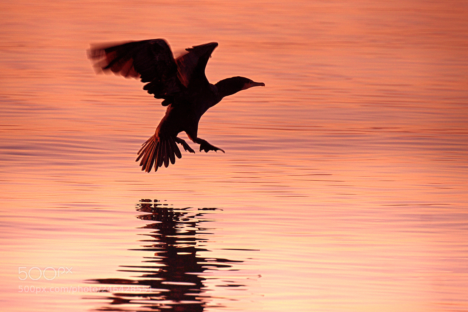 Sony SLT-A77 sample photo. Cormorant photography