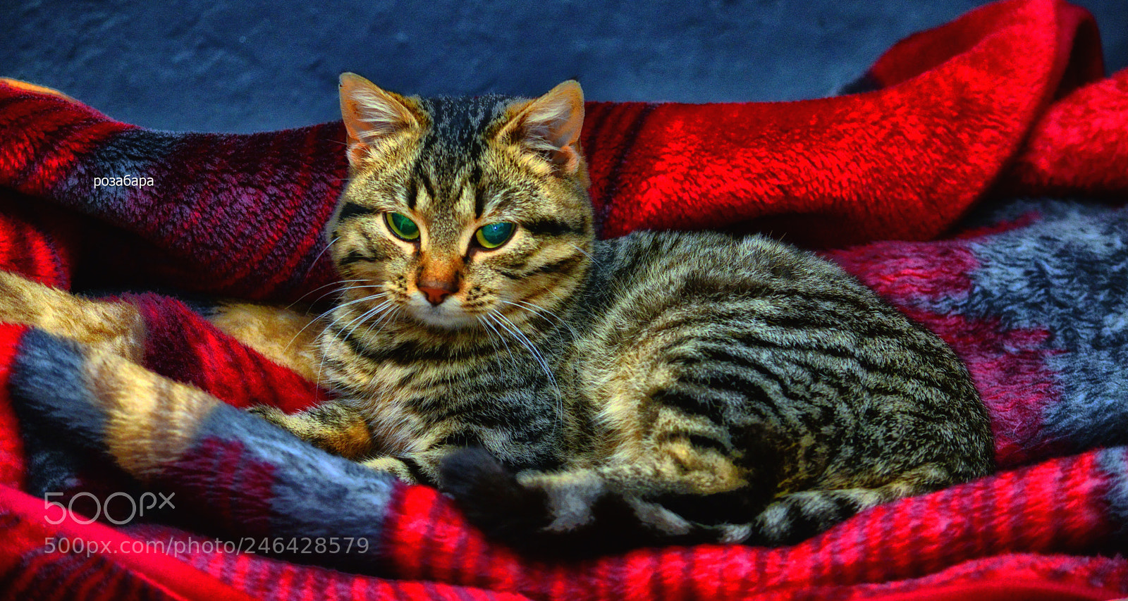 Nikon D3200 sample photo. Сальво принц photography