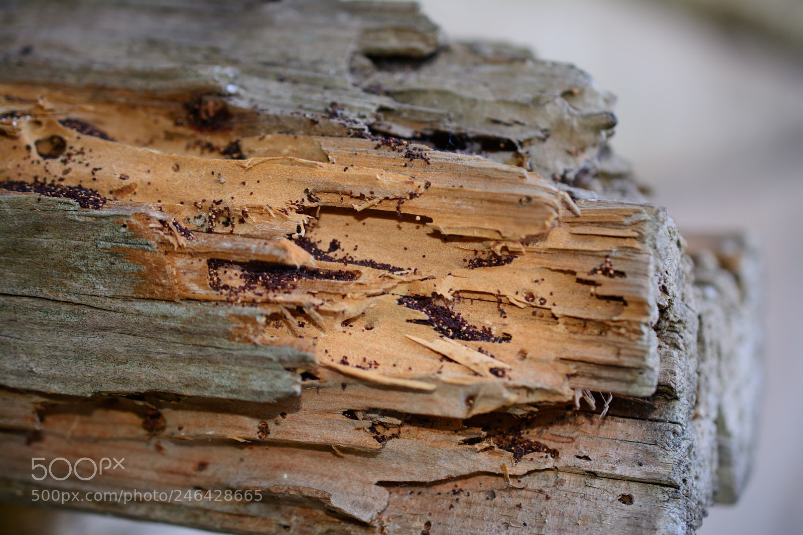 Nikon D5200 sample photo. 23052015-dsc_1074.jpg photography