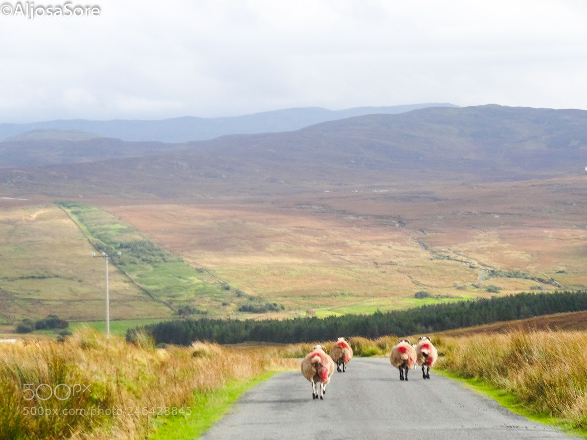 Sony Cyber-shot DSC-HX20V sample photo. Sheeps photography