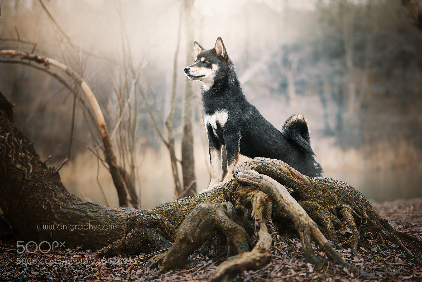 Sony a7R III sample photo. Ginka photography