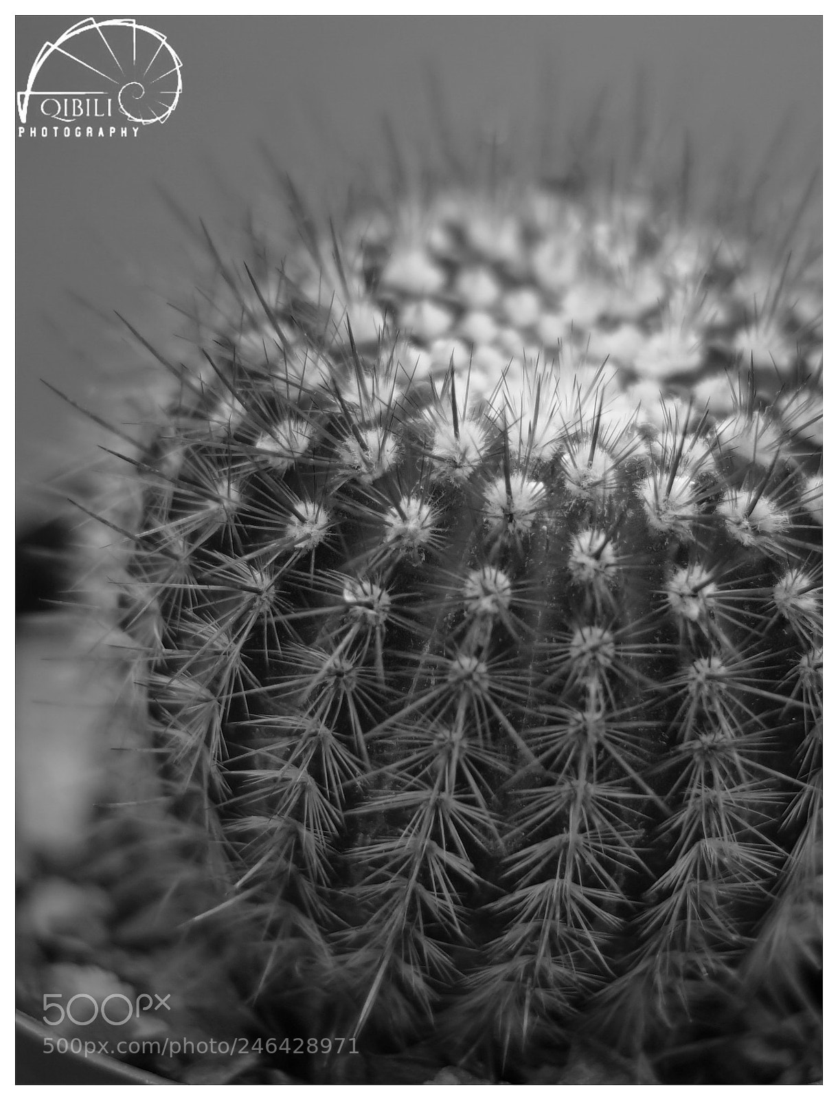 Sony a7 II sample photo. Cactus b/w photography
