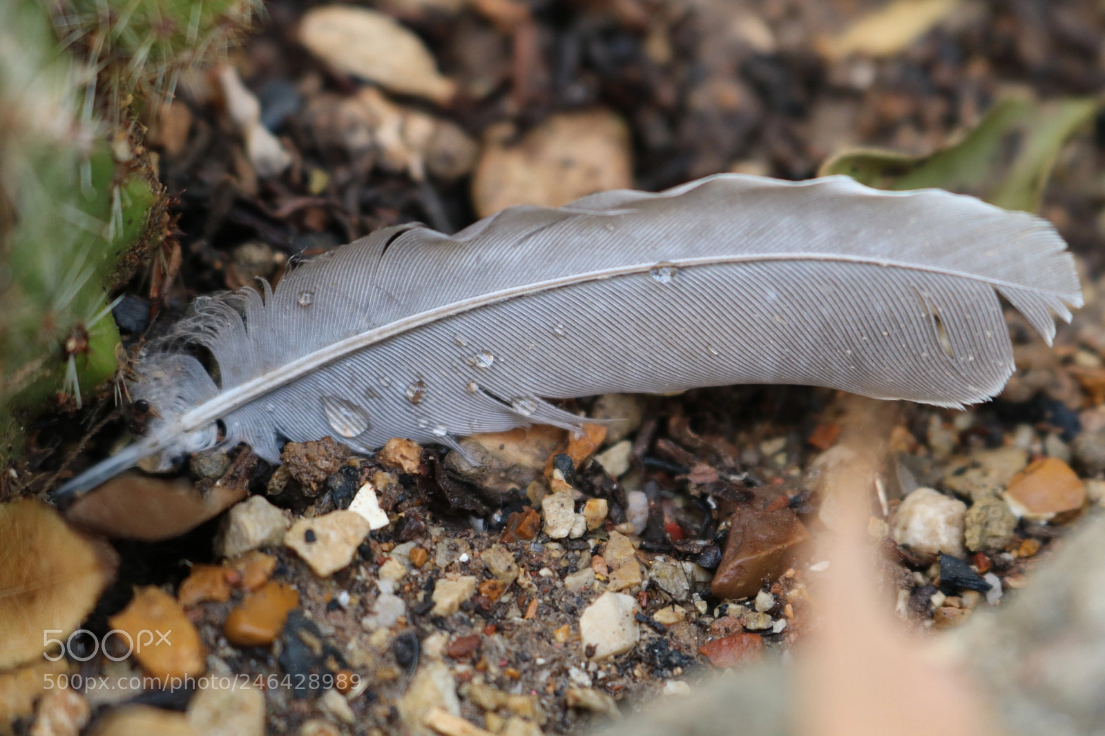 Canon EOS 750D (EOS Rebel T6i / EOS Kiss X8i) sample photo. The feather photography