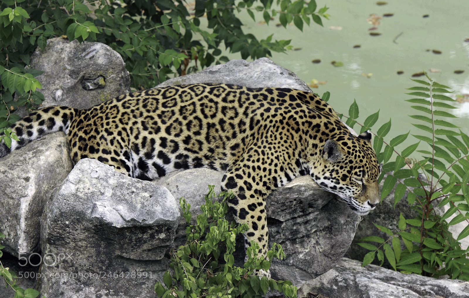 Canon EOS 50D sample photo. Leopard napping near water photography