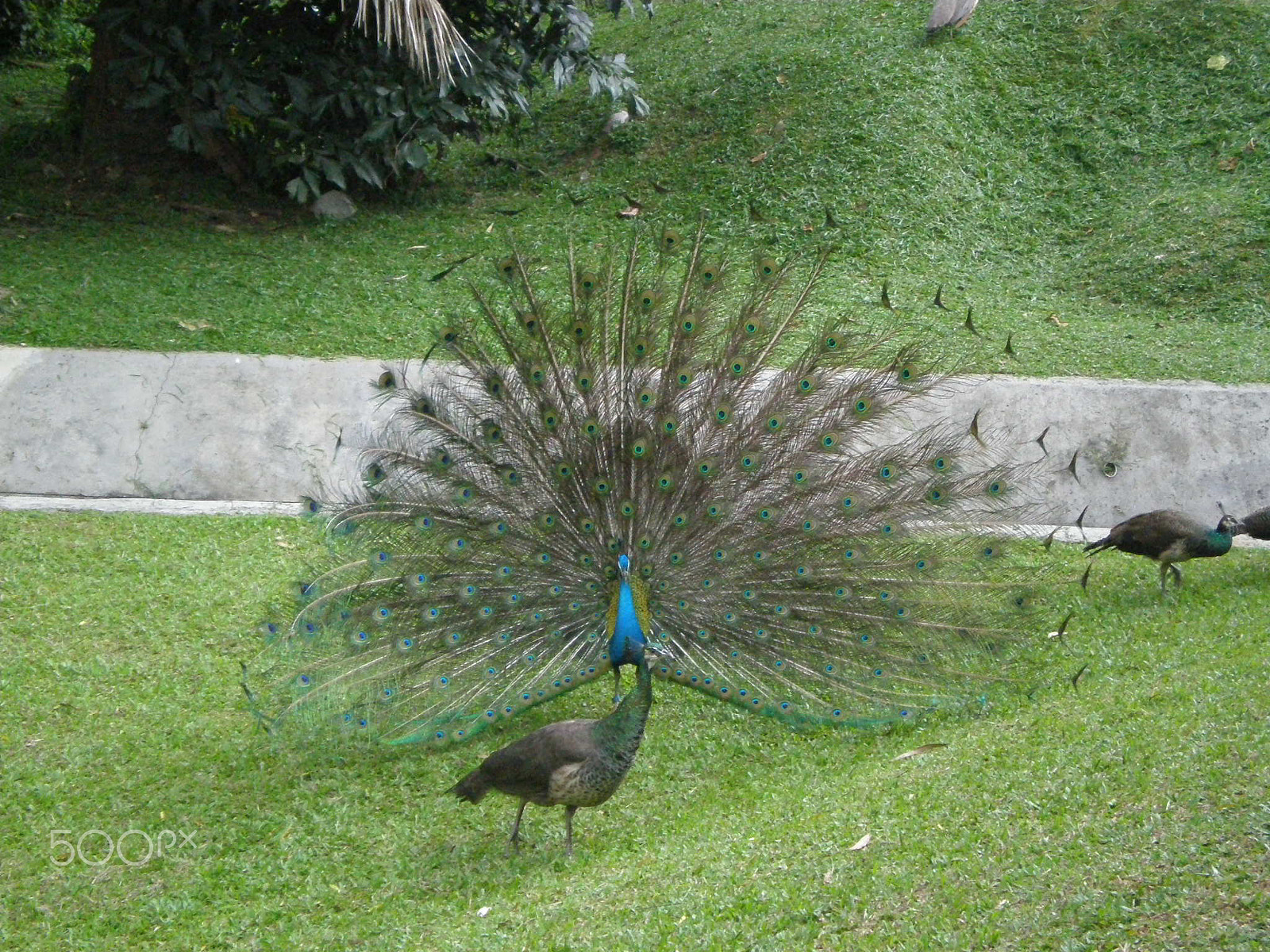 Olympus FE230/X790 sample photo. Peacock at jurong bird park, singapore photography