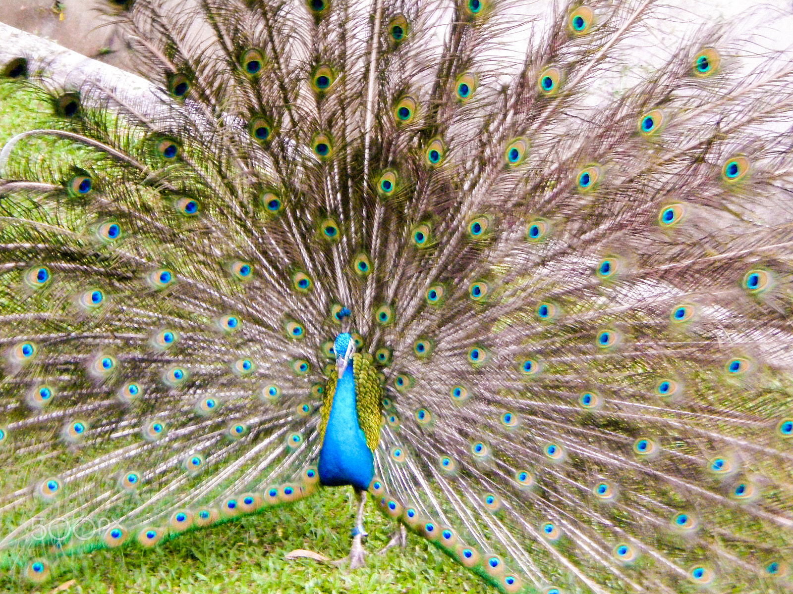Olympus FE230/X790 sample photo. Peacock at jurong bird park, singapore photography