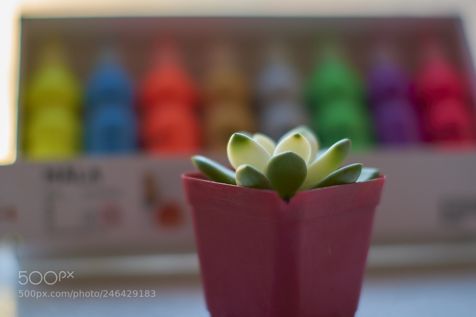 Sony a7R II sample photo. Raw photography