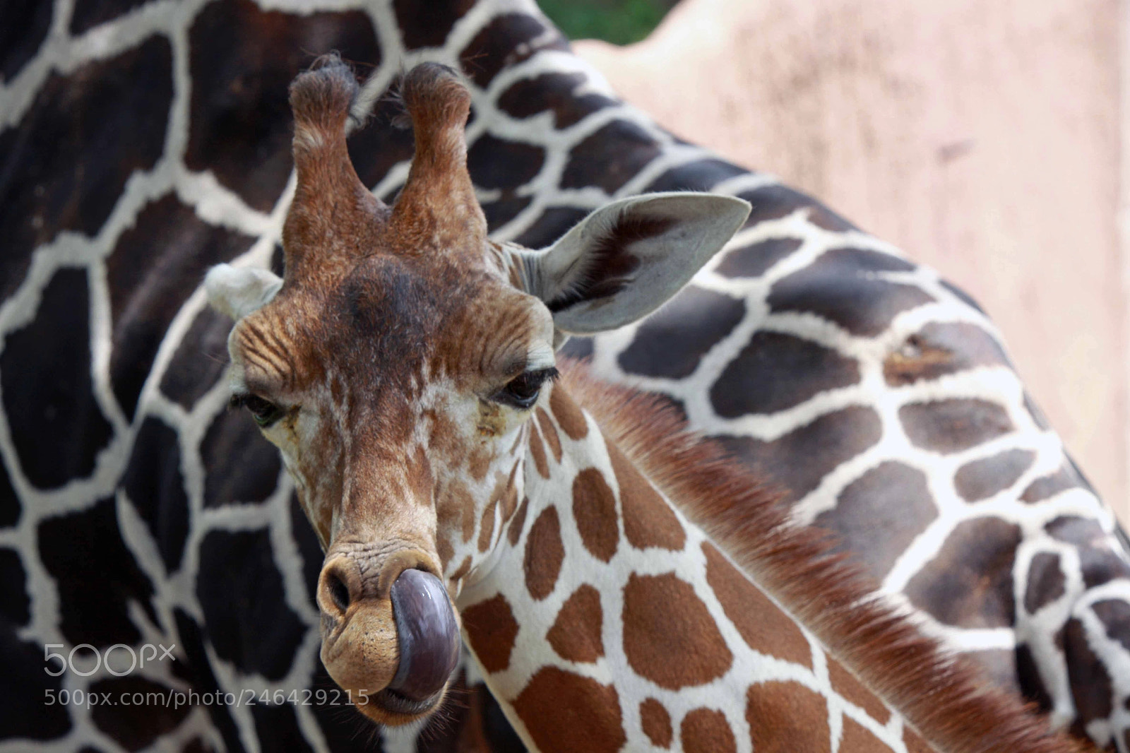 Canon EOS 50D sample photo. Young giraffe photography