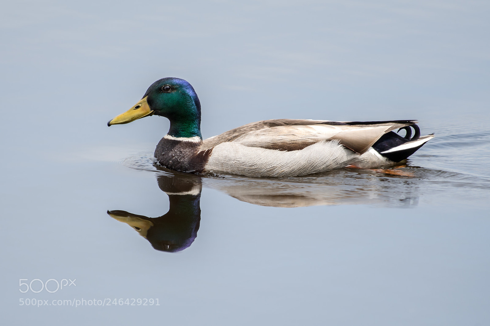 Nikon D500 sample photo. Mallard vi photography