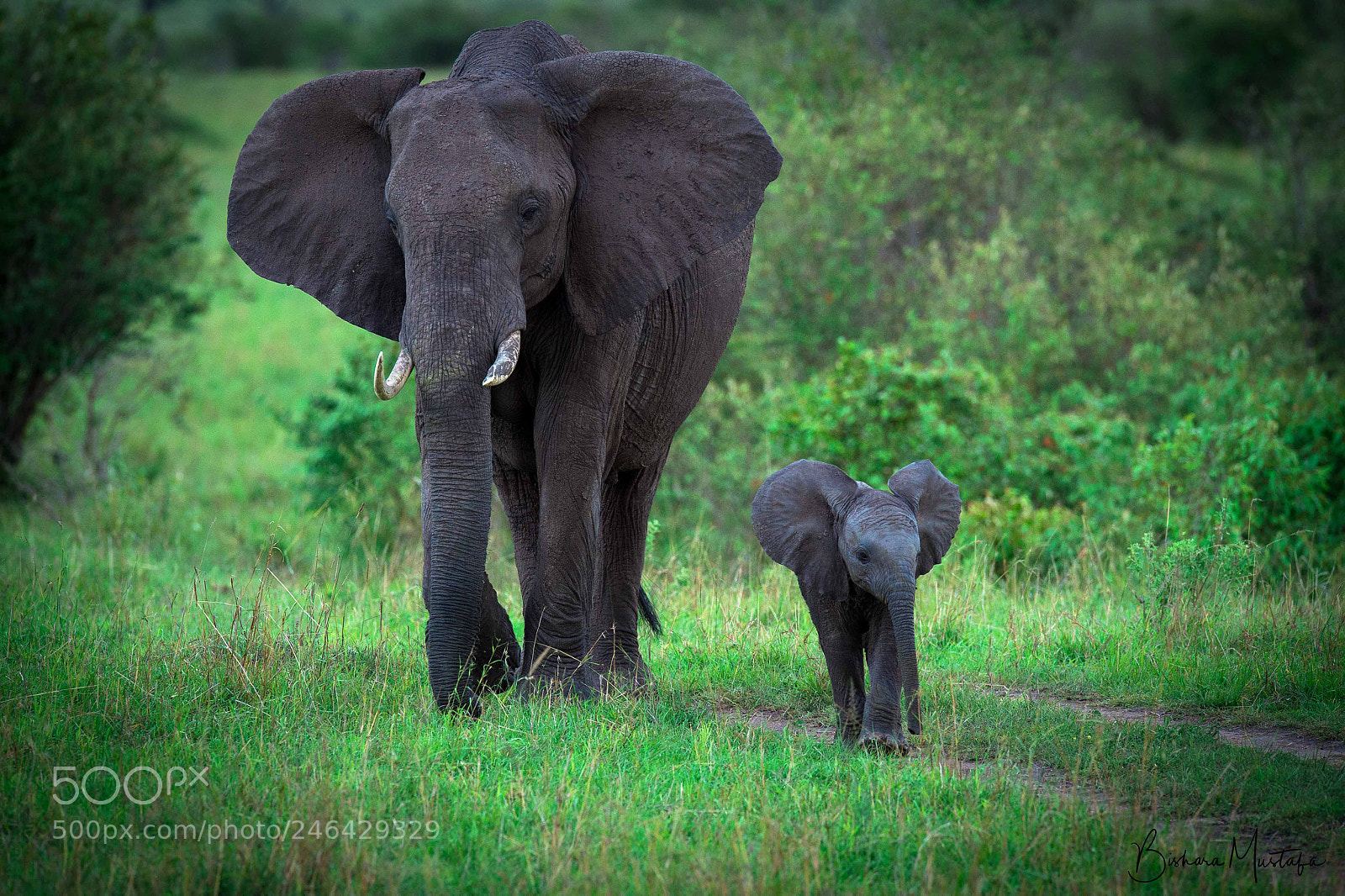 Nikon D4S sample photo. Elephants photography