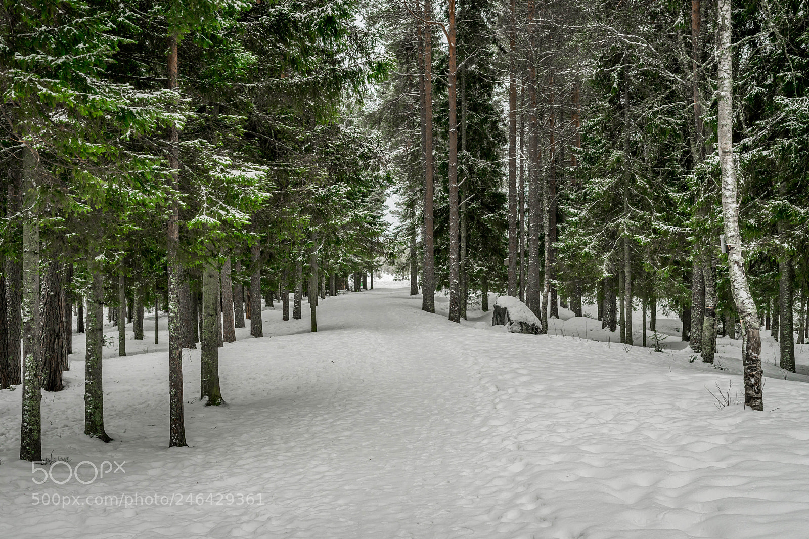 Sony a7 sample photo. Forest photography