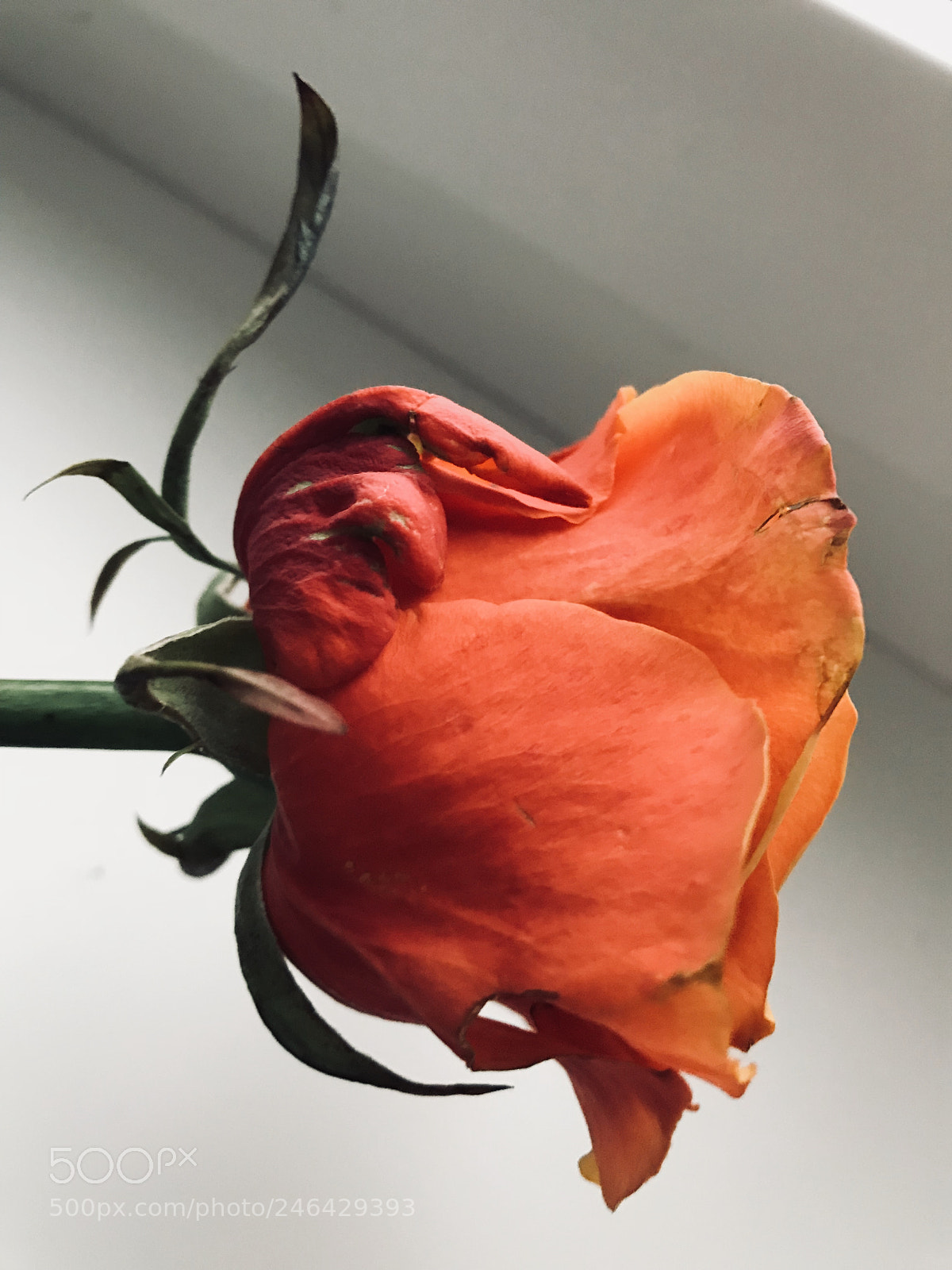 Apple iPhone 7 Plus sample photo. Untitled photography