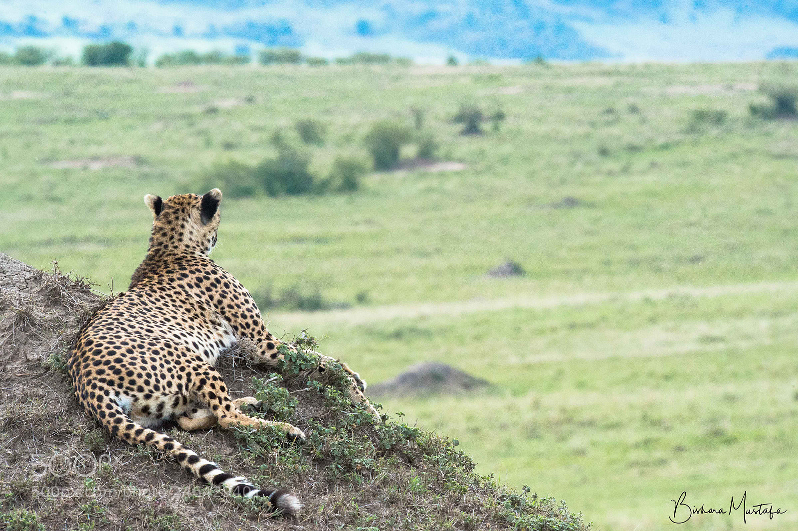 Nikon D4S sample photo. Cheetah photography
