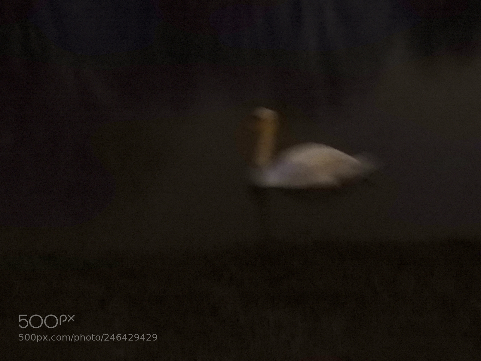 Nikon Coolpix B700 sample photo. Swan ghost 1 photography