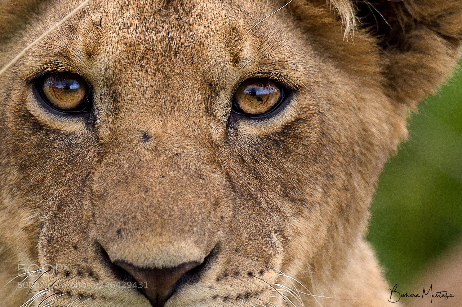 Nikon D4S sample photo. Simba photography
