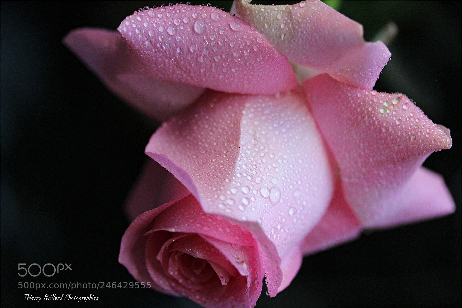 Canon EOS 600D (Rebel EOS T3i / EOS Kiss X5) sample photo. Rose rose et ros photography