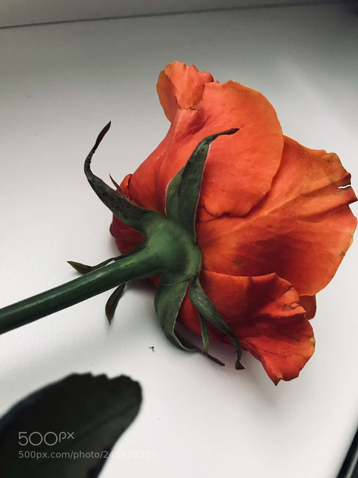 Apple iPhone 7 Plus sample photo. Untitled photography