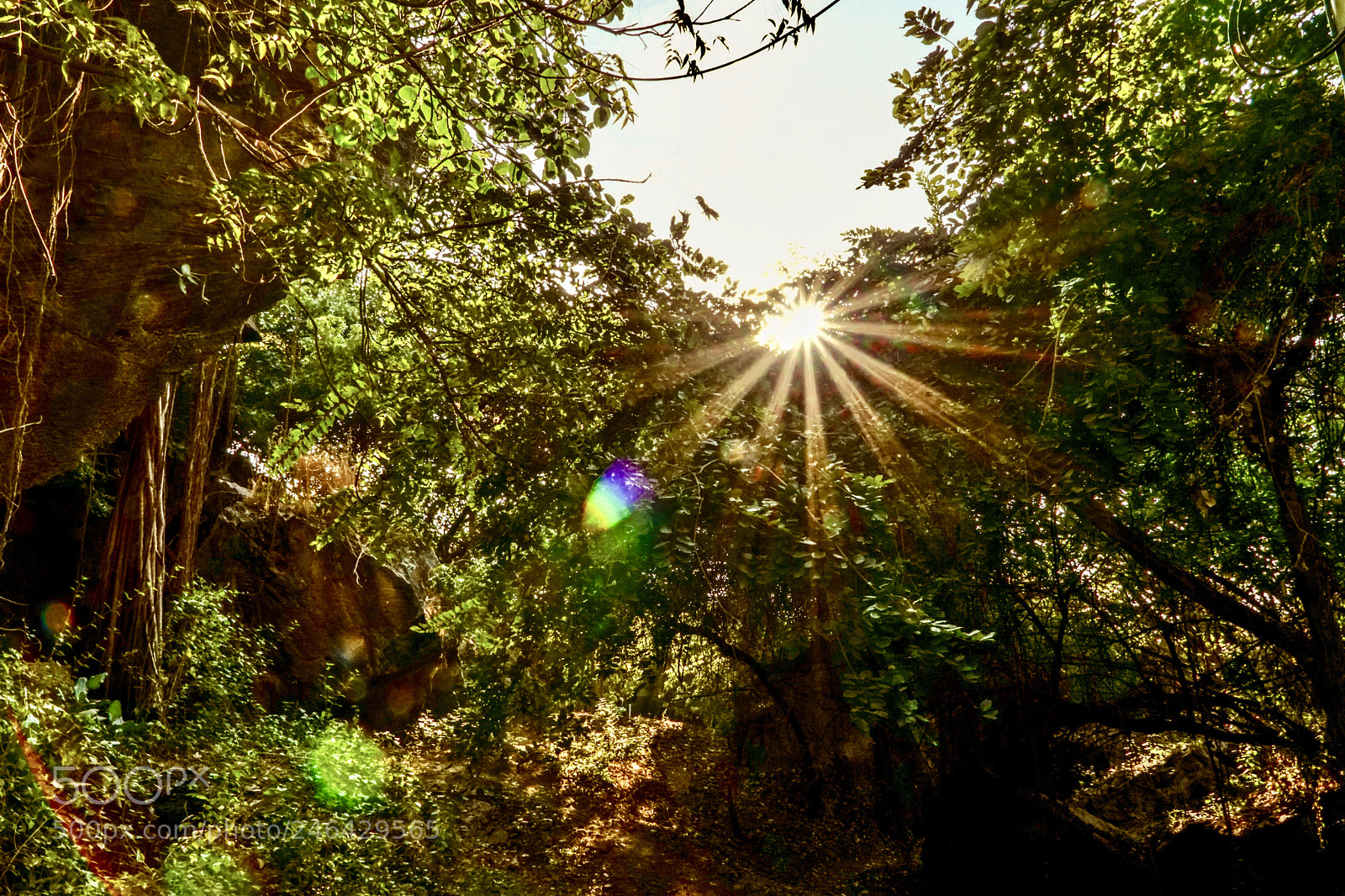 Sony a6300 sample photo. Give me some sunshine.  photography