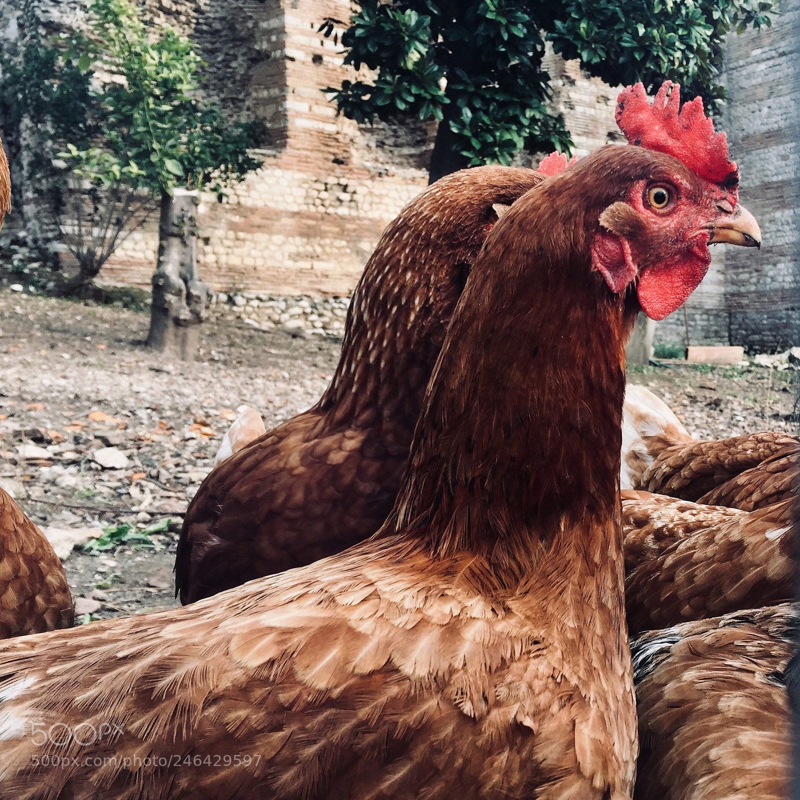 Apple iPhone 6 sample photo. Untitled photography