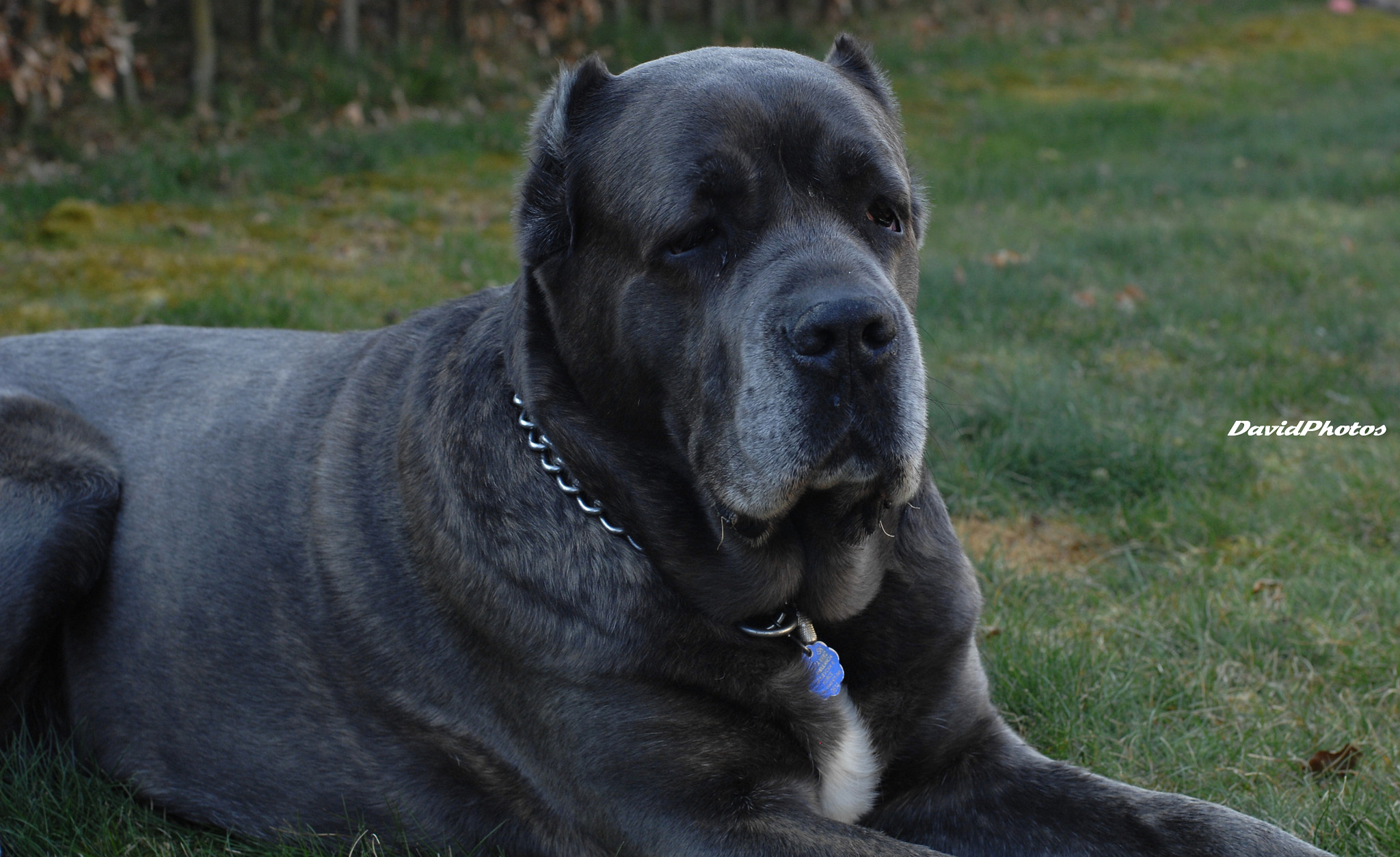 Nikon D2Xs sample photo. Cane corso photography