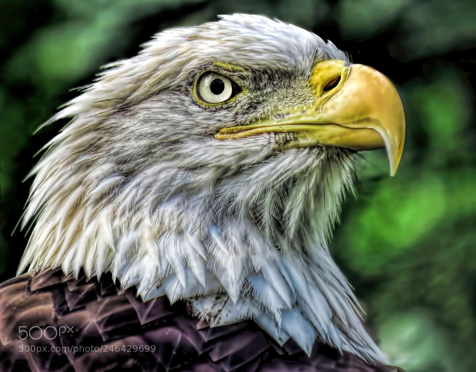 Canon PowerShot SX60 HS sample photo. Bald eagle photography