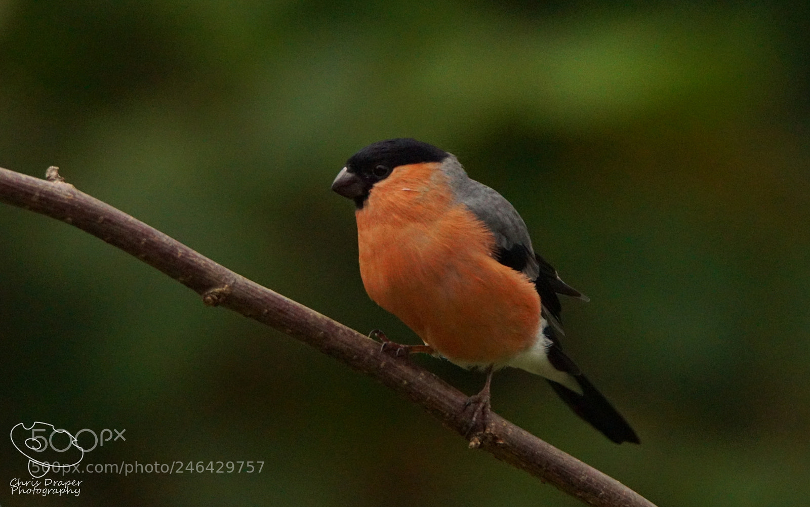 Sony ILCA-77M2 sample photo. Back garden bullfinch photography
