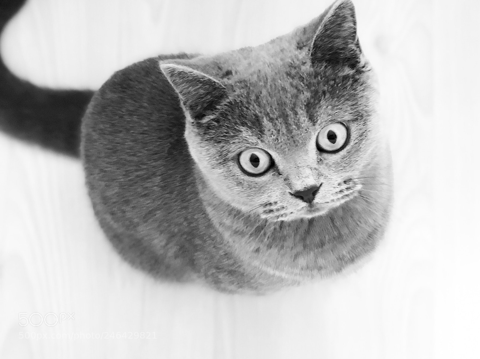 Apple iPhone X sample photo. The cat... photography