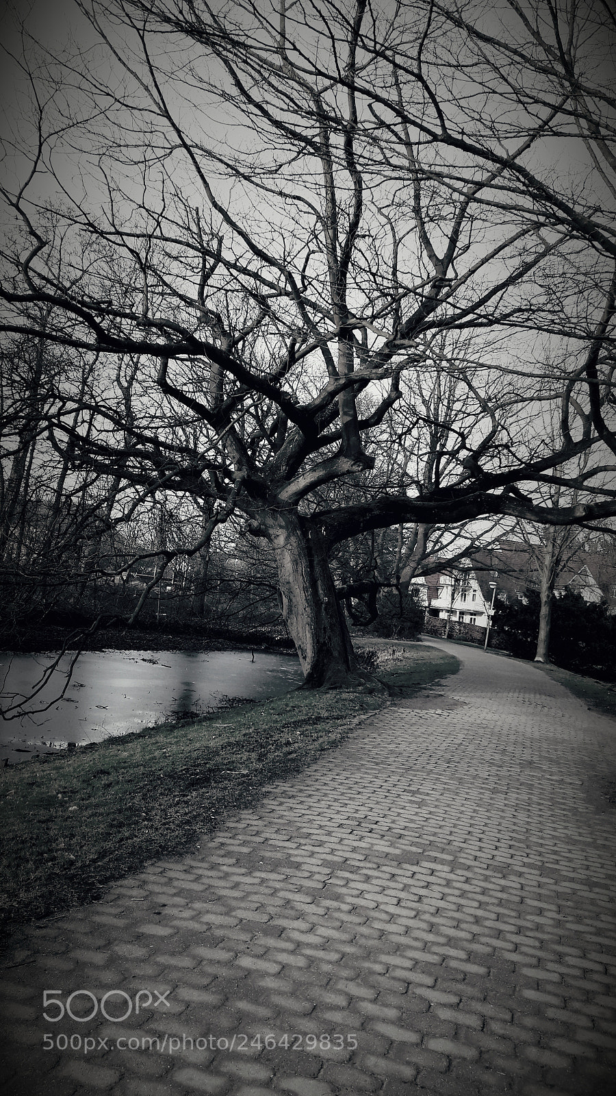 Samsung Galaxy A5(2016) sample photo. The tree photography