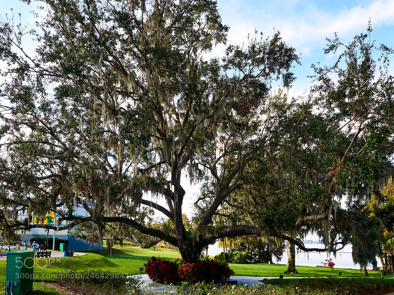 Olympus OM-D E-M1 sample photo. Tree in legoland photography