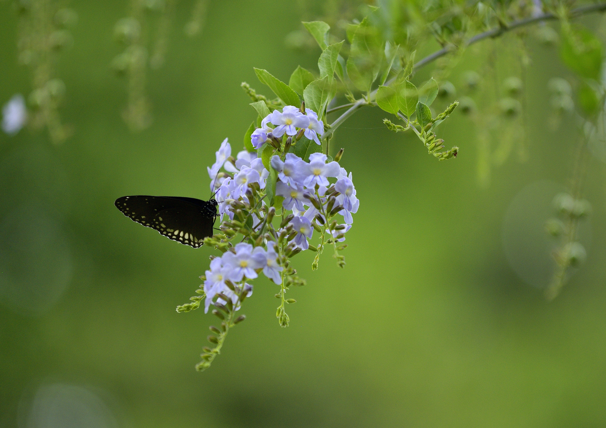 Nikon D3300 + Nikon AF-S Nikkor 70-200mm F4G ED VR sample photo. In the nature photography