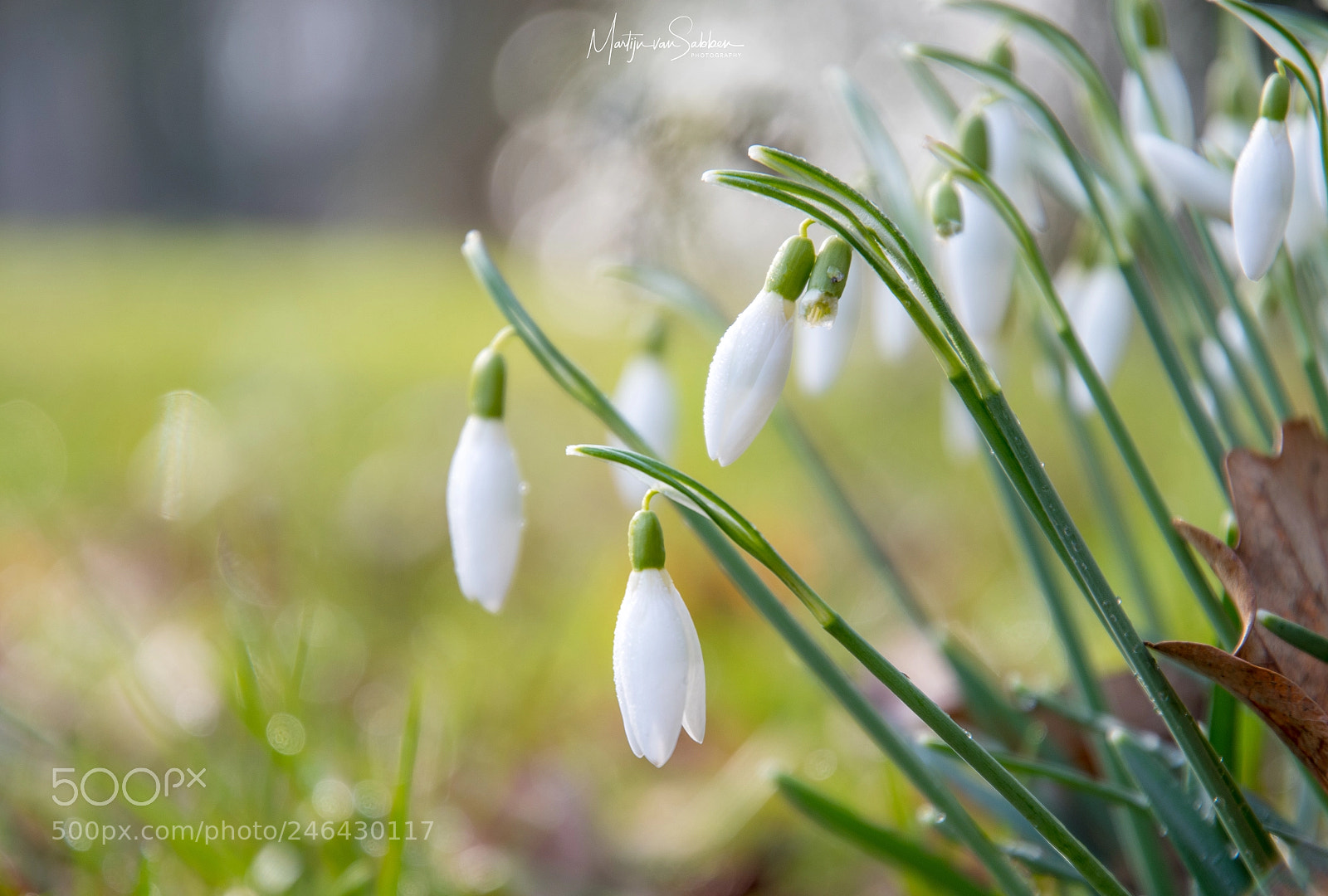 Nikon D500 sample photo. Snowdrops are upon us... photography