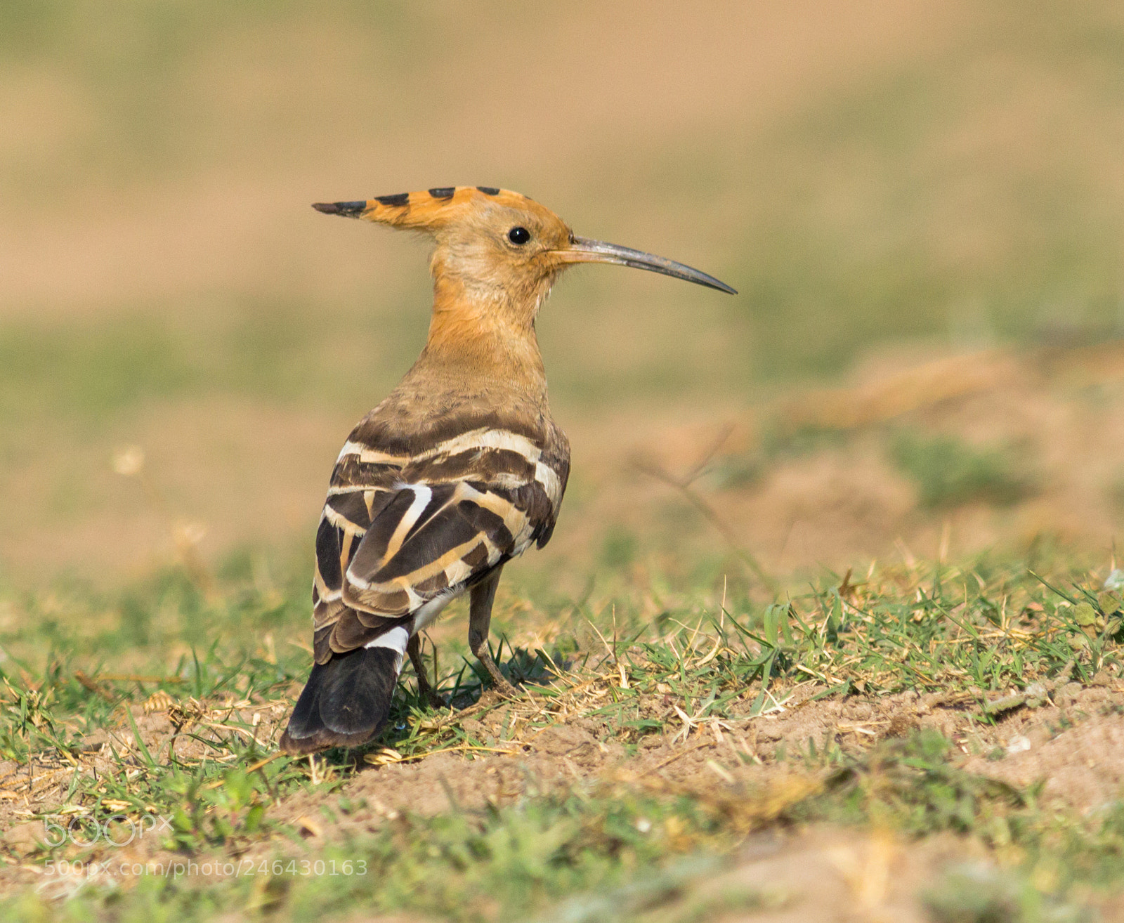 Canon EOS 700D (EOS Rebel T5i / EOS Kiss X7i) sample photo. Wildlife photography