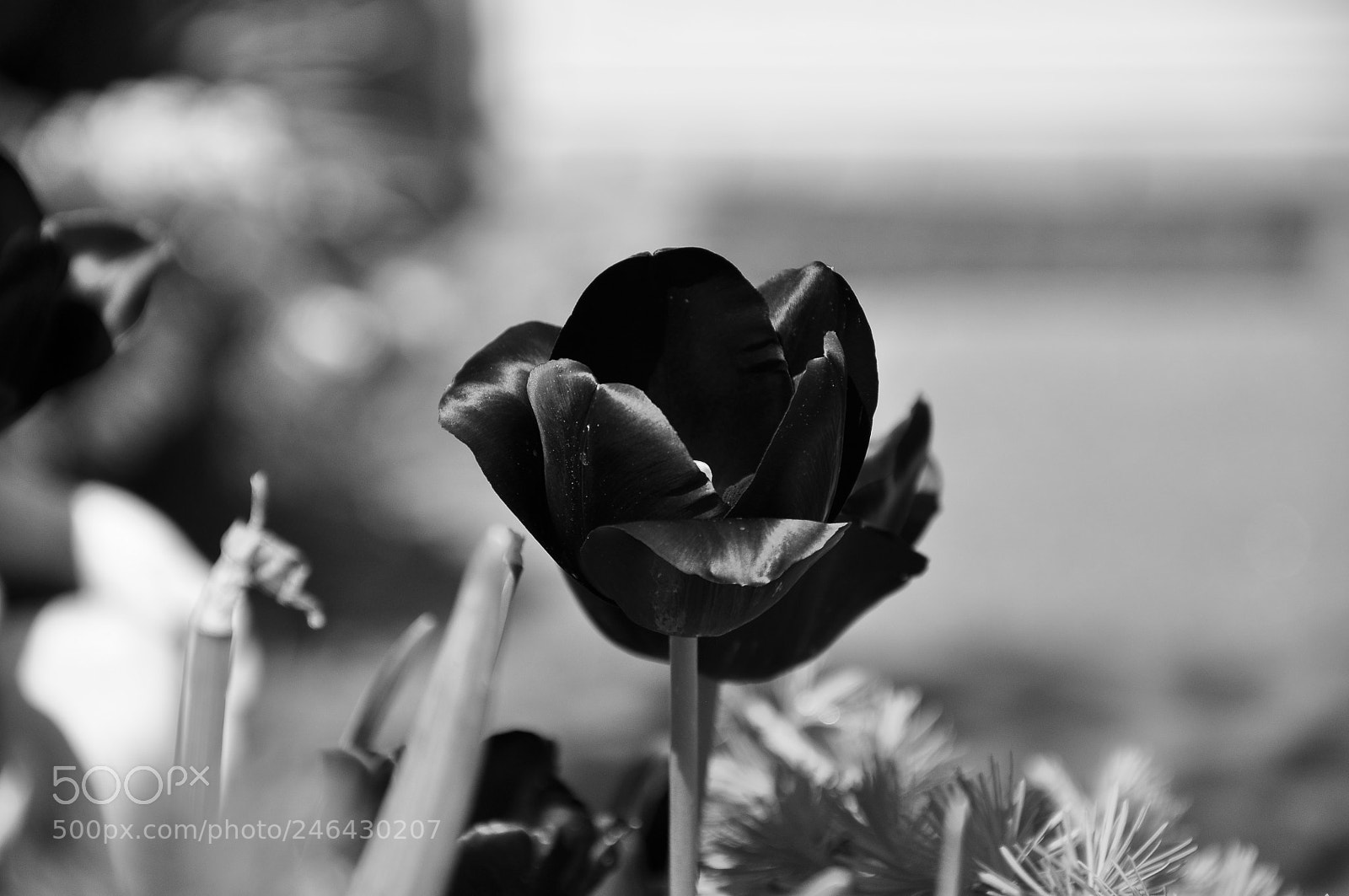 Nikon D90 sample photo. Black tulip photography