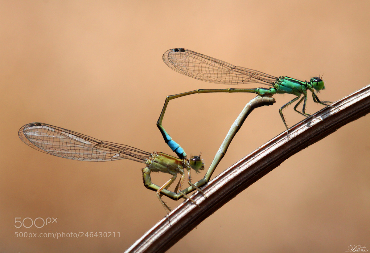 Canon EOS 50D sample photo. 69 photography