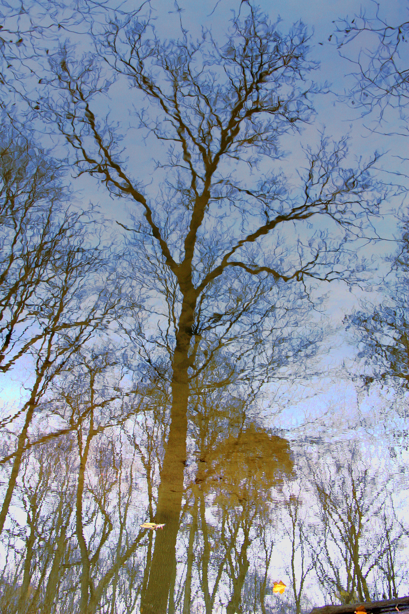 Canon EOS 450D (EOS Rebel XSi / EOS Kiss X2) sample photo. Reflections of trees photography