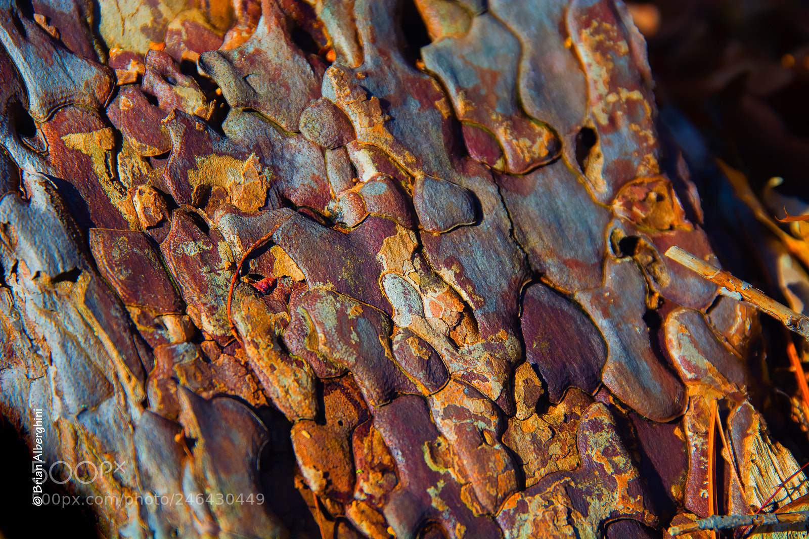 Nikon D7100 sample photo. Pine bark photography