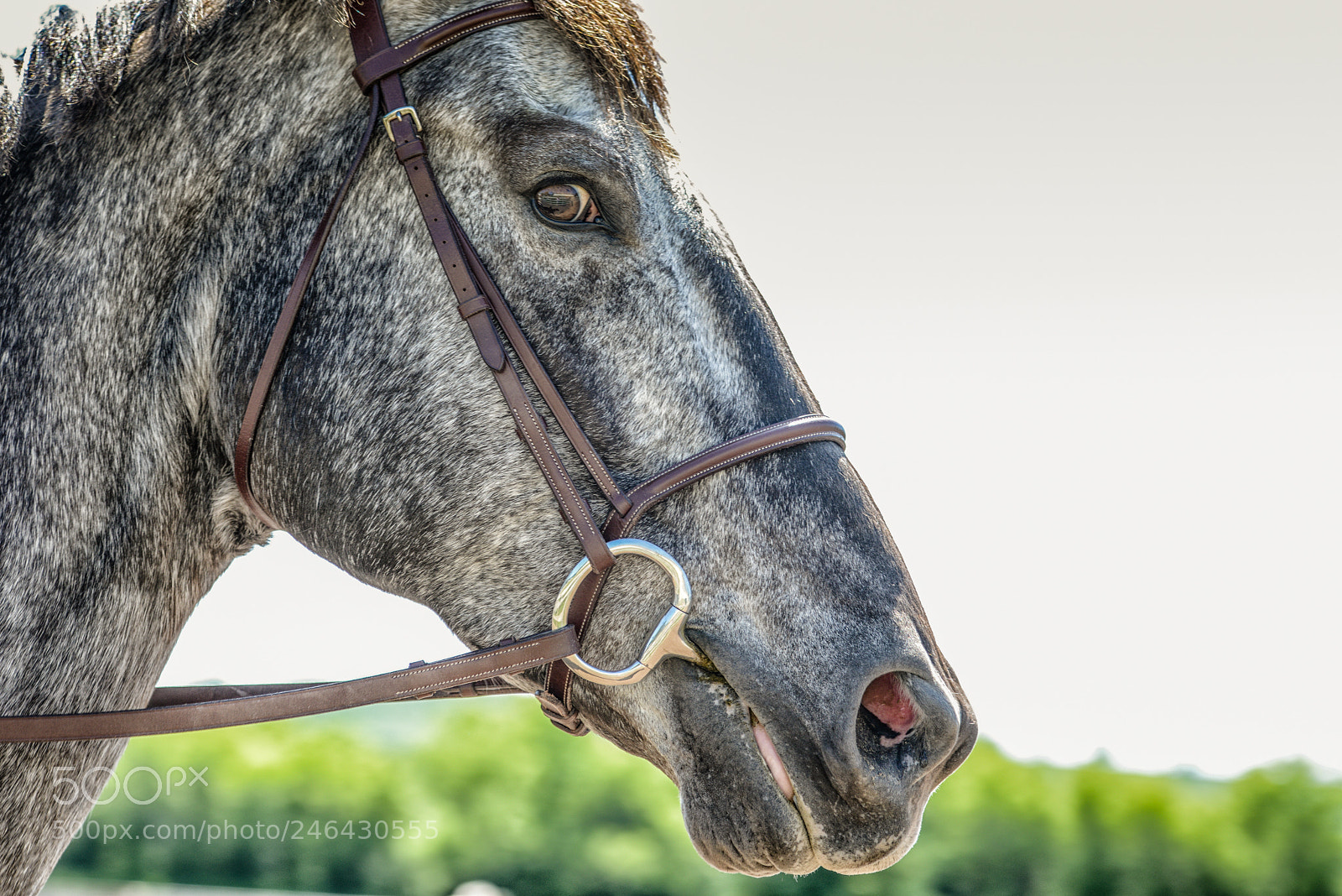 Nikon D800 sample photo. Seeing... photography