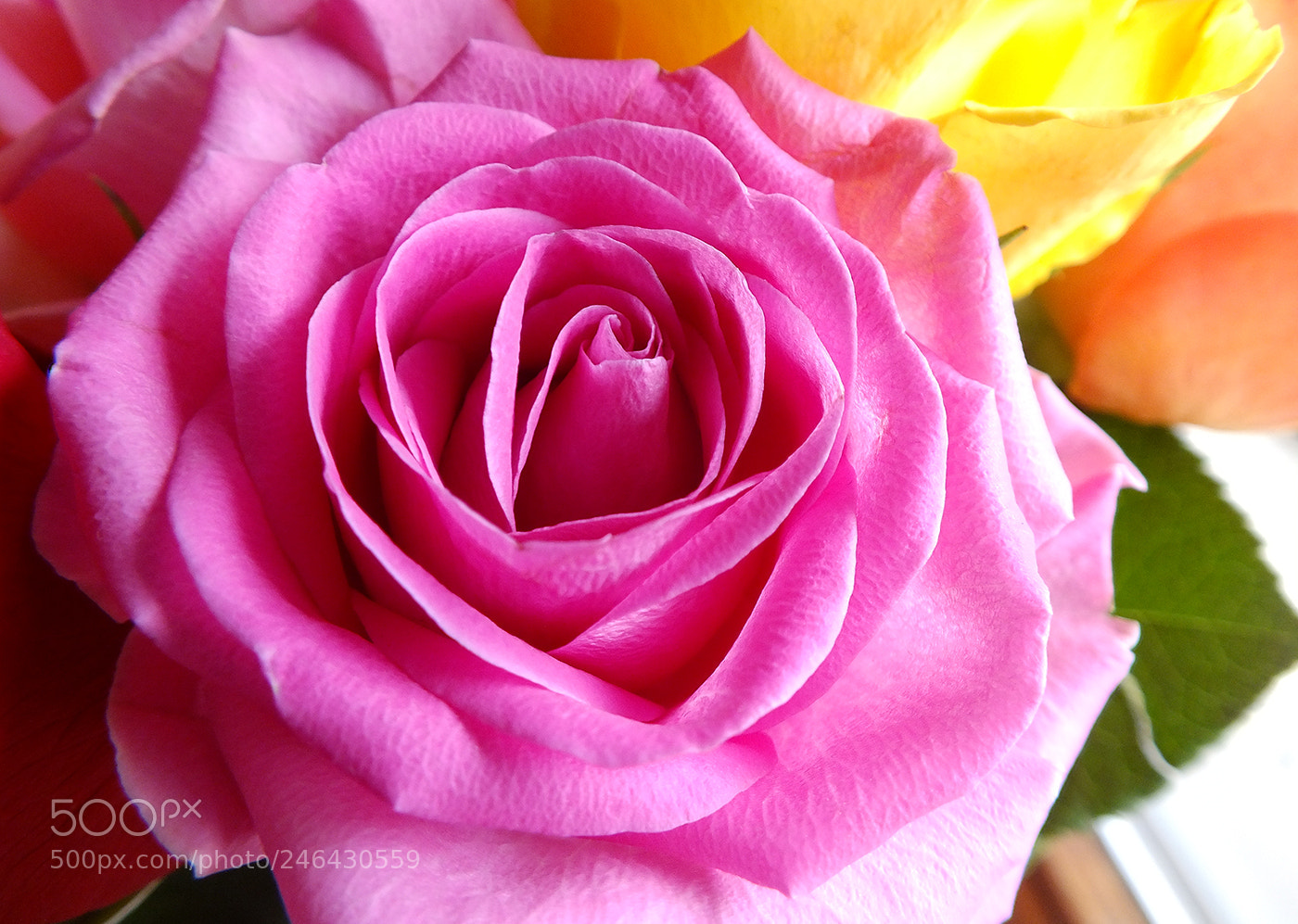 Fujifilm FinePix HS30EXR sample photo. ... the pink rose!!!! photography